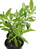 HIERBA SALVIA