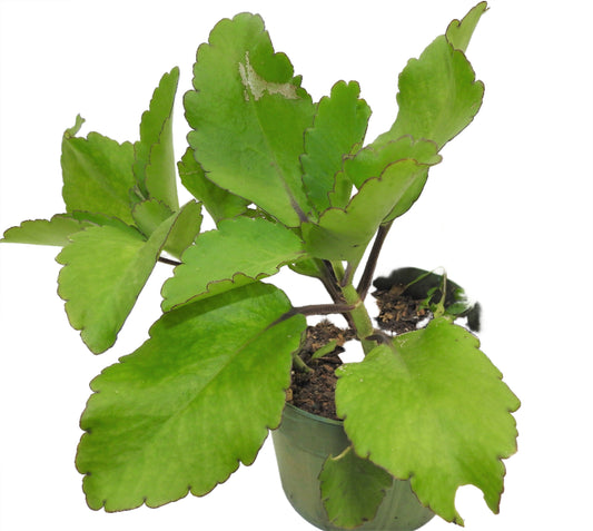 LIVE PLANT OR EWE DUNDUN WITH ROOT