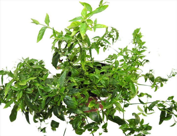 PLANTA TILO CON RAIZ