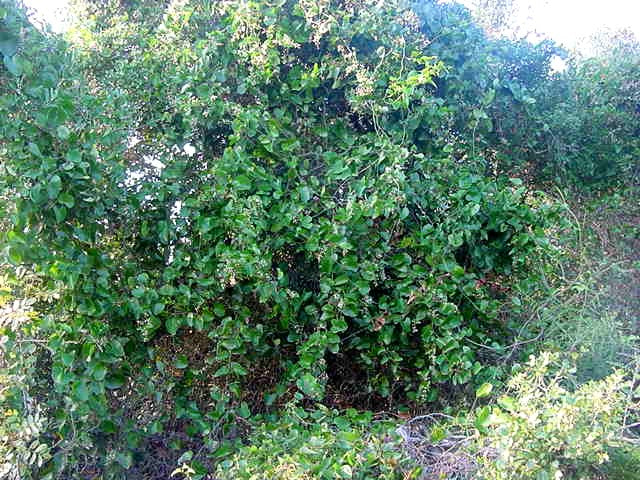 SARSAPARRILLA PLANT